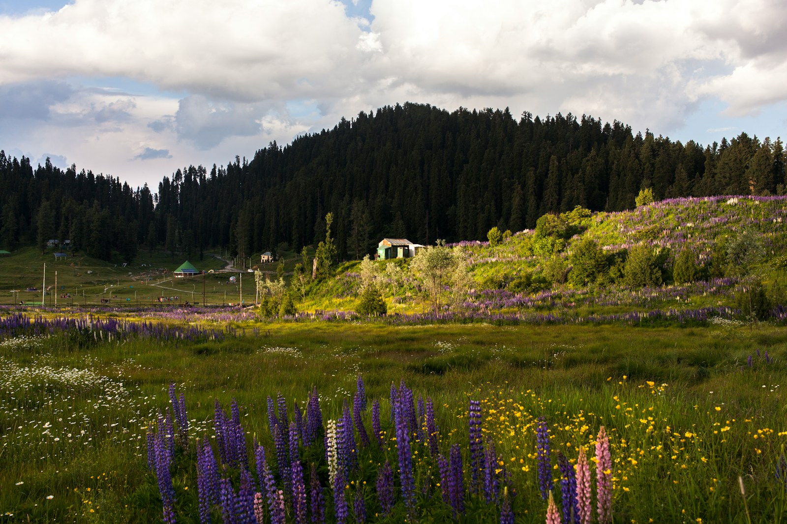 a lush green hillside covered in lots of purple flowers