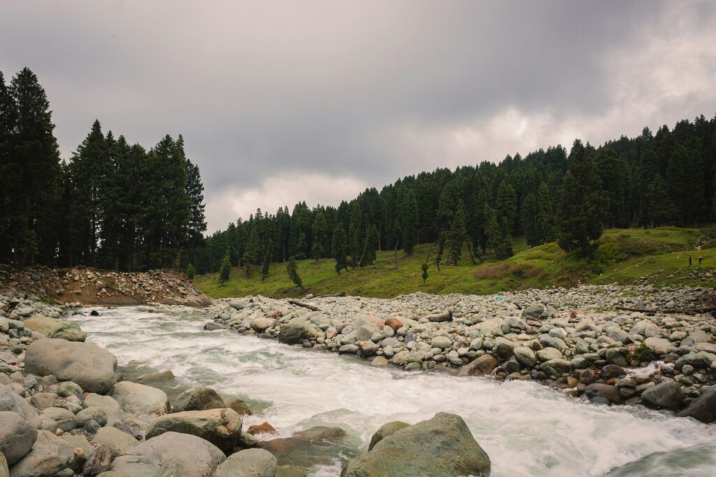 a river running through a lush green forest