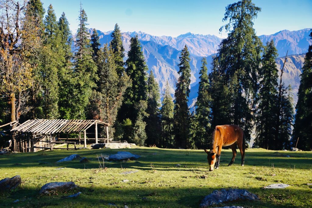 a brown horse standing on top of a lush green field