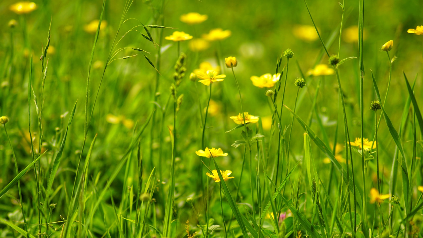 yellow flowers on green grass field during daytime