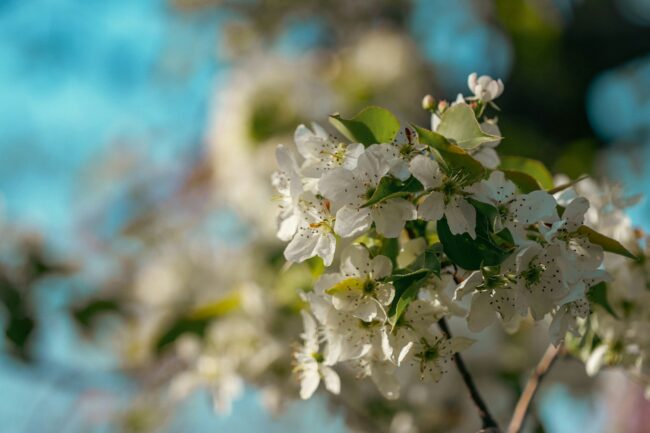 a close up of a tree with white flowers