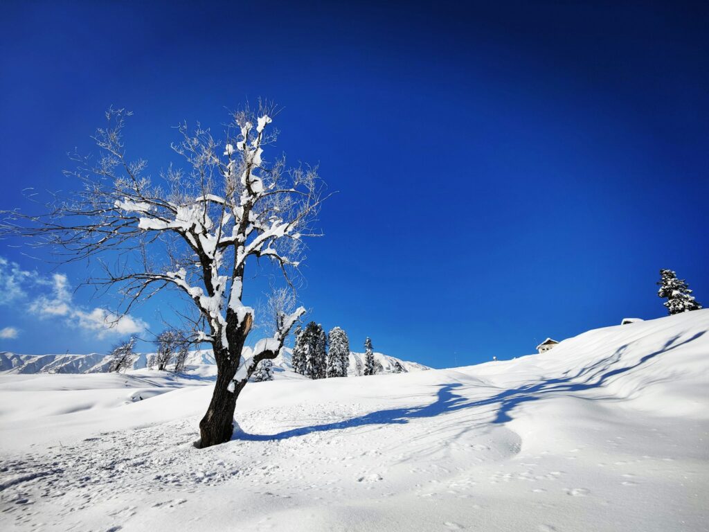 a lone tree in the middle of a snowy field